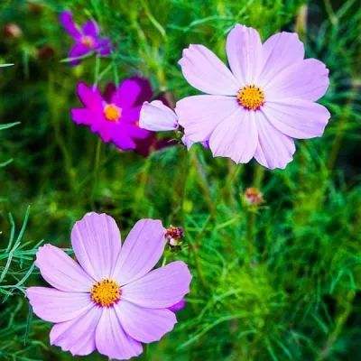 博鱼中国官网下载入口